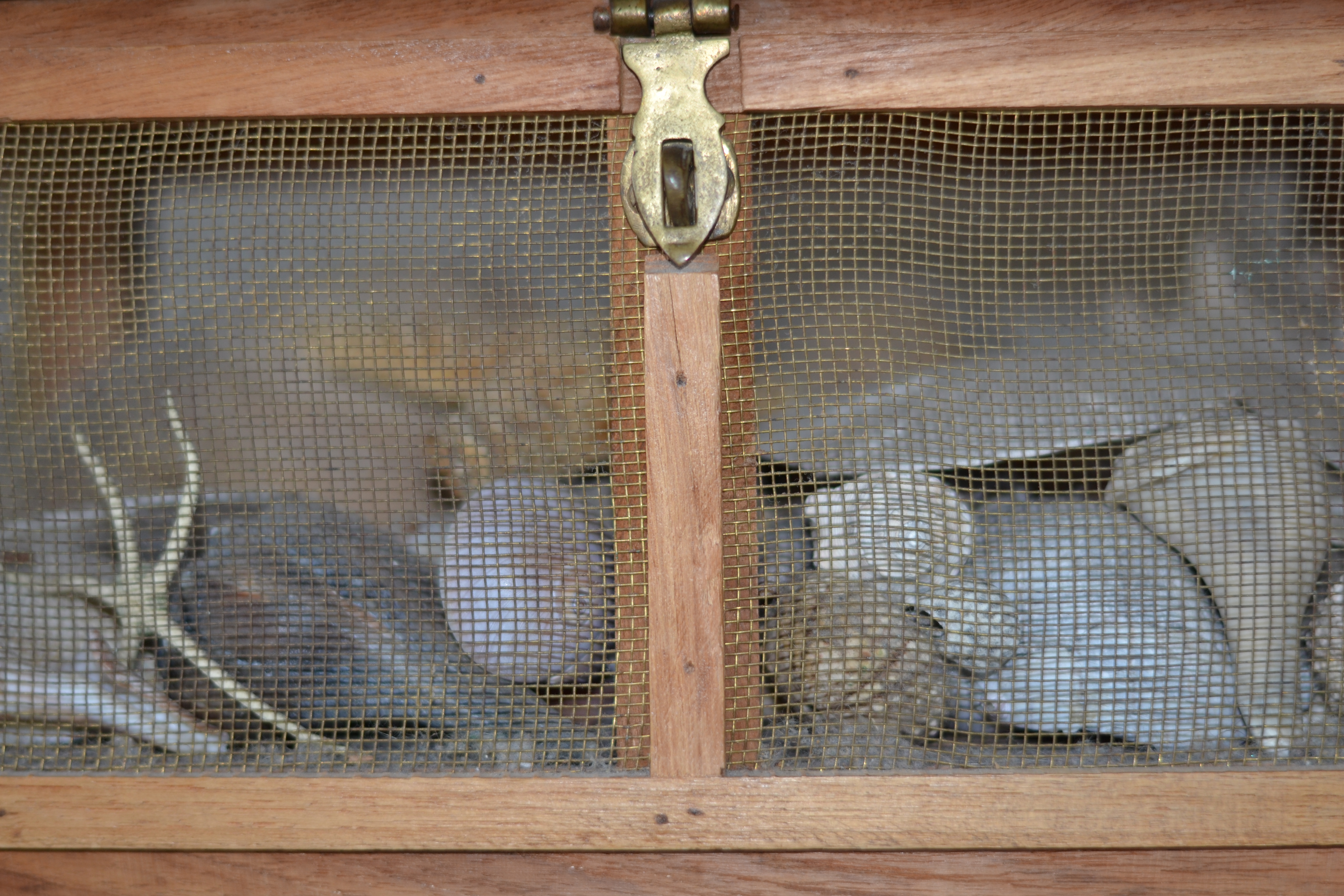 Collected seashells