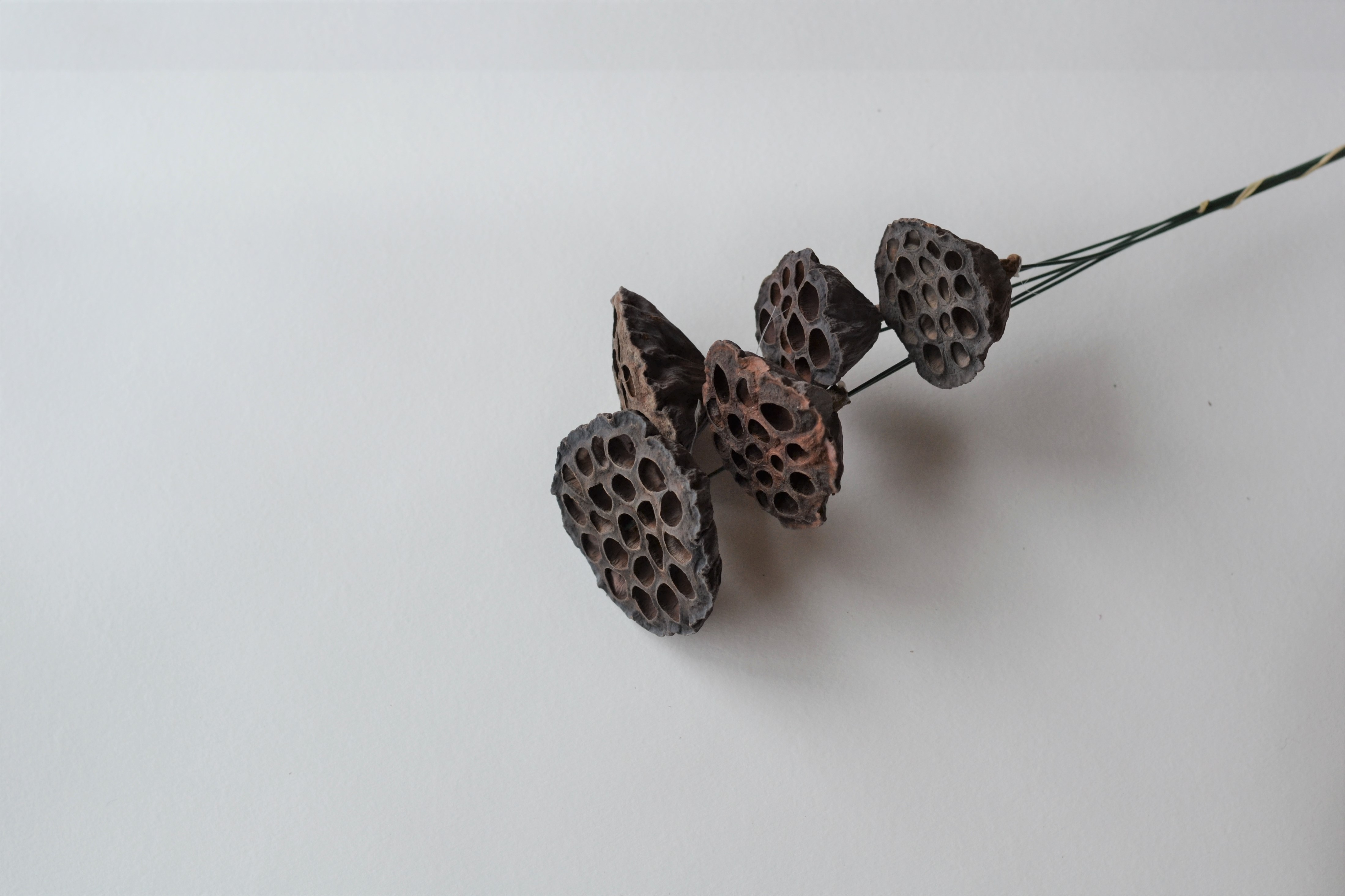 Dried lotus pods