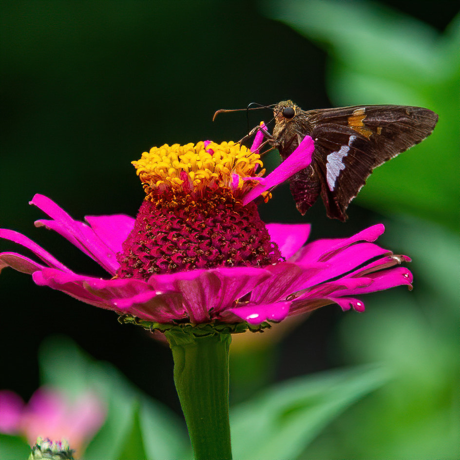 pink zinnia with butterfly