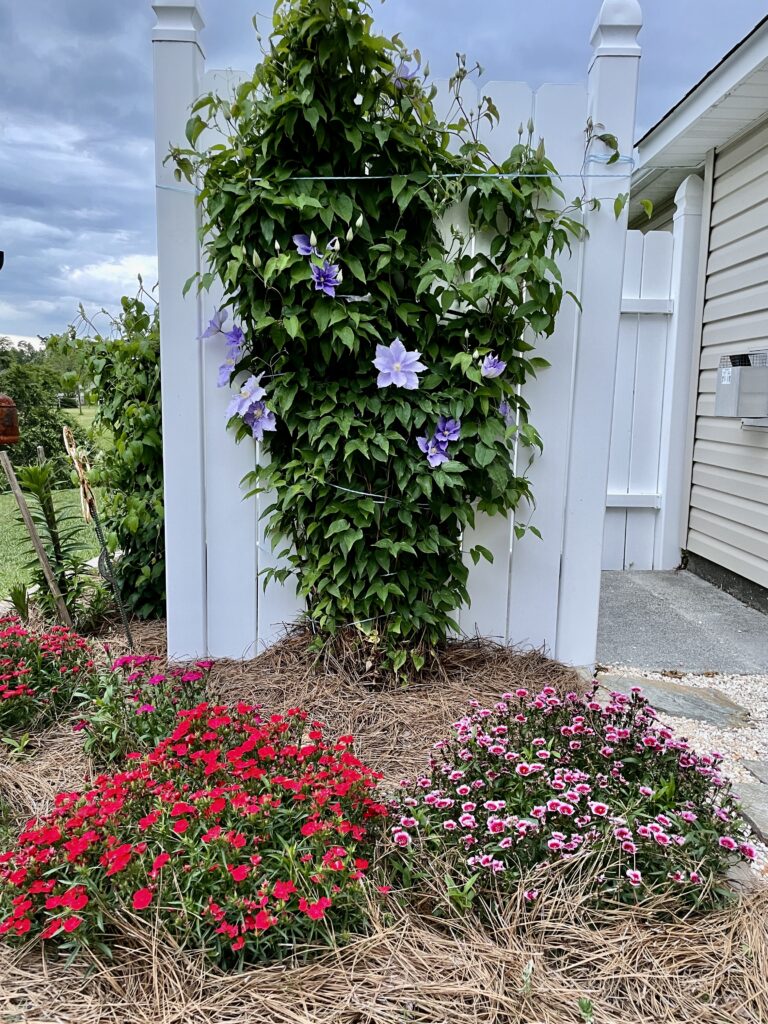 Small flower garden