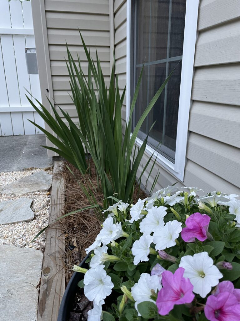 irises that have not bloomed yet